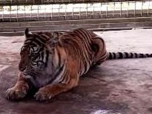 Wah! Harimau Bonita Ingin Dimanja dan Bisa Diajak Bercanda Wah! Harimau Bonita Ingin Dimanja dan Bisa Diajak Bercanda
