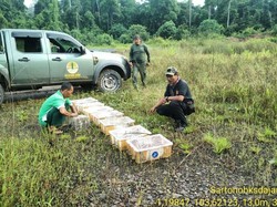 Tak Jadi Diperdagangkan, Ratusan Burung Prenjak Dilepasliarkan