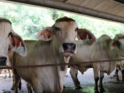 Perusahaan Indonesia Jual Daging Sapi Australia Online