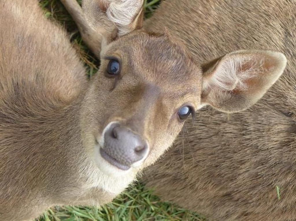 Rusa-Rusa Menggemaskan di Ranca Upas Rusa-Rusa Menggemaskan di Ranca Upas