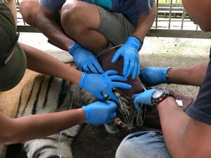 Kaleidoskop 2018: Raja Hutan yang Tak Lagi Punya Hutan