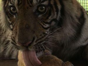 Aum! Harimau Bonita Kini Sudah Mau Mengaum Aum! Harimau Bonita Kini Sudah Mau Mengaum