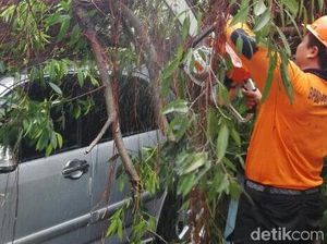 Pohon Tumbang Timpa Motor dan 2 Mobil di Kebumen