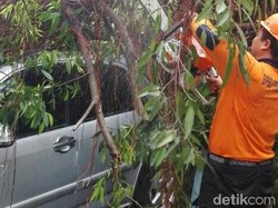 Pohon Tumbang Timpa Motor dan 2 Mobil di Kebumen