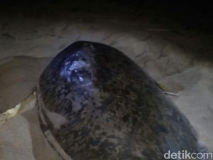 Punggung Penyu di Pantai Sukamade Luka, Ini Penampakannya