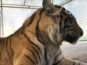 Obesitas, Harimau Bonita Digotong 5 Orang