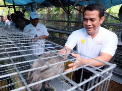 Bagi 10 Juta Ekor Ayam ke Petani, Mentan Gelontorkan Rp 2 T