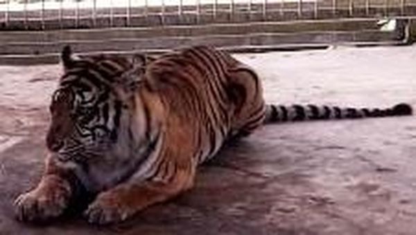 Penampakan Harimau Bonita di Dalam Kandang