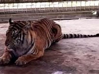 Penampakan Harimau Bonita di Dalam Kandang
