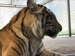 Harimau Bonita Pernah Melahirkan, Di Mana Anaknya?