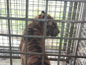 Air Mata Tim Pemburu Menetes Saat Bonita Berhasil Ditangkap