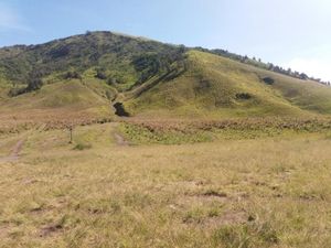 Cantiknya Bukit Teletubbies Bromo Bikin Rindu