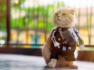 Lucunya Kucing Viral Bergaya Avengers Lucunya Kucing Viral Bergaya Avengers