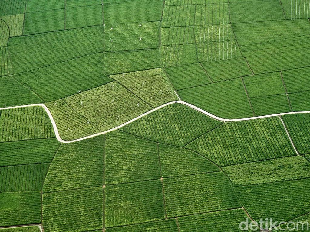 Mengapa Indonesia Disebut Negara Agraris? Ini Penjelasannya