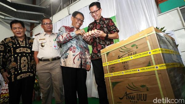 25.940 Butir Telur Tetas Ayam Diekspor ke Myanmar