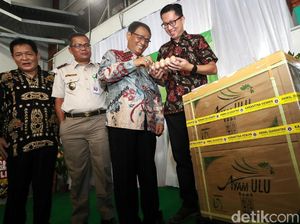 25.940 Butir Telur Tetas Ayam Diekspor ke Myanmar