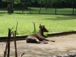 Sedang Berahi, Rusa di Taman Balekambang Solo Serang Pengunjung