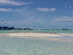 Baby Island, Pulau di Aceh Ini Hanya Muncul 2 Jam Sehari