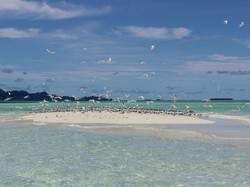 Baby Island, Pulau di Aceh Ini Hanya Muncul 2 Jam Sehari