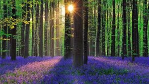 Foto: Hutan Biru Aneh Tapi Nyata di Belgia