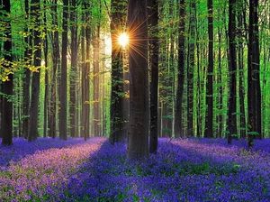 Foto: Hutan Biru Aneh Tapi Nyata di Belgia