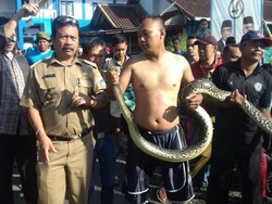 Cerita Ganjar yang Kaget Lihat Sanca 3 Meter Ngumpet di Selokan Cerita Ganjar yang Kaget Lihat Sanca 3 Meter Ngumpet di Selokan