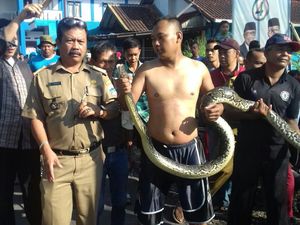 Cerita Ganjar yang Kaget Lihat Sanca 3 Meter Ngumpet di Selokan Cerita Ganjar yang Kaget Lihat Sanca 3 Meter Ngumpet di Selokan