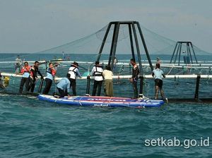 Susi Bidik Produksi 800 Ton Ikan dari KJA Lepas Pantai Pertama RI