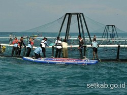 Susi Bidik Produksi 800 Ton Ikan dari KJA Lepas Pantai Pertama RI