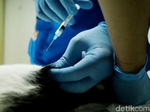 Ilustrasi vaksin binatang untuk cegah rabies/