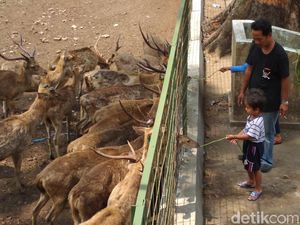 Wisata dan Lihat Rusa di Hutan Maliran Yuk!