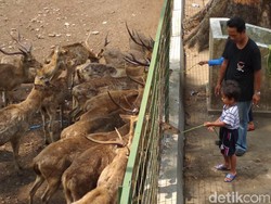 Wisata dan Lihat Rusa di Hutan Maliran Yuk!
