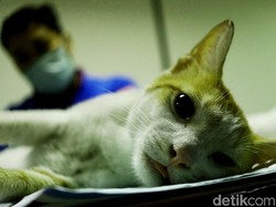 Kocak! Kucing Ini Doyan Banget Ngejahilin Orang