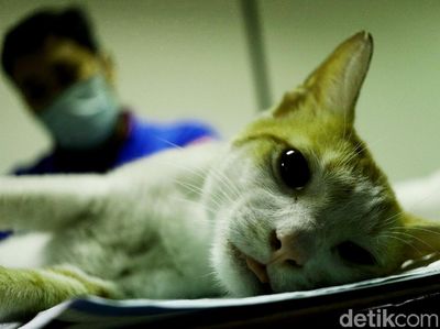 Tekan Populasi, Ratusan Kucing Dikebiri di Jakarta Pusat