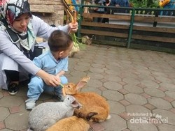 Bermain dengan Hewan Imut di Farmhouse