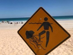 Pantai Ditutup karena Ubur-Ubur Mematikan di Australia Barat