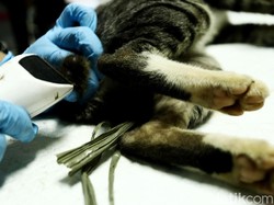 Kasus Rabies di Dompu NTB Meningkat, Total 5 Orang Meninggal