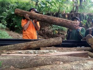 30 Batang Pohon Hasil Pembalakan Liar Ditemukan di Tahura R Soerjo