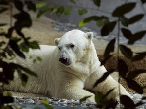 Sedih! Beruang Kutub Kesayangan Singapura Disuntik Mati