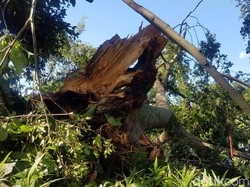 Waspada Pohon Tumbang, Wakil Walkot Bekasi Minta BPBD Lakukan Penyisiran