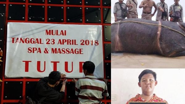 Berita Heboh: Badak Jawa Mati, Kabar Baru Ariya Bocah 188 Kg