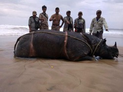 Matinya Samson dan Badak Jawa yang Terancam Punah