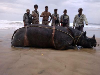 Seekor Badak Bercula Satu Ditemukan Mati di Ujung Kulon
