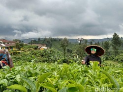 Eh Ada Kebun Teh Baru di Lereng Gunung Gambir Probolinggo!