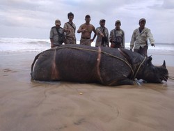 Antraks dan Kerbau Kampung Jadi Ancaman Badak Jawa