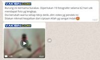 Viral Burung Surakav Yang Ternyata Hoax