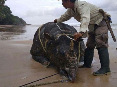 Potret Samson, Badak Jawa yang Mati di Ujung Kulon