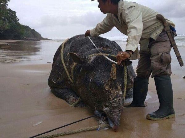 Potret Samson, Badak Jawa yang Mati di Ujung Kulon
