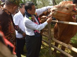 Panen Anak Sapi, Mentan: Ini Baru Namanya Beternak Cerdas