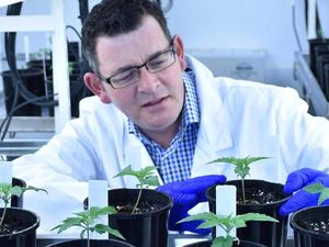 Victoria Bakal Jadi Ibukota Ganja Obat di Australia